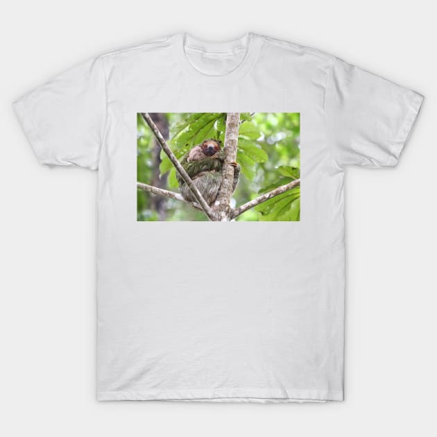 Three-toed Sloth - Costa Rica T-Shirt by Jim Cumming